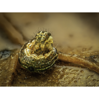 Eudomia mercurella.jpg (Makrocharly)