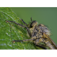 Eutolmus rufibarbis .jpg (Makrocharly)