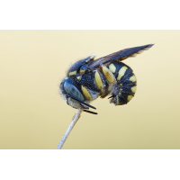 2026-08-09-05.17.41 ZS retouchedMFMF.jpg (Leo2011)