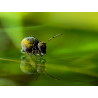 Oft gezeigtes Motiv einmal im grünen Ambiente
(Flognis) IMG_1648.jpeg (Flognis)