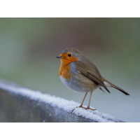 P1200032.jpg (epperfoto)