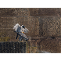 Paarung der Wanderfalken
(epperfoto) Falken.jpg (epperfoto)