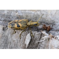 Schwarzfleckiger Zangenbock
(epperfoto) Bock.jpg (epperfoto)
