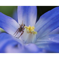 Spinne.jpg (epperfoto)