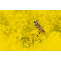 Rapsvogel.jpg (epperfoto)