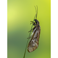 Schlammfliege.jpg (epperfoto)