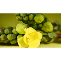 Schmuck-Mahonie (Mahonia bealei)
(Matthias_Schmidt_Bth) 2026-01-05-14.10.27 ZS PMax_01_forum.jpg (Matthias_Schmidt_Bth)