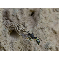 Schornsteinwespe, Odynerus spinipes
(wildfarben) 20250620_2406 Kopie 2.jpg (wildfarben)
