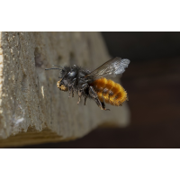 Versorgungsflug
(wildfarben) Mauerbiene.jpg (wildfarben)