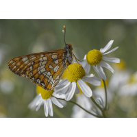 Maivogel
(wildfarben) Mai_Vogel_.jpg (wildfarben)