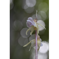 Der Widerbart
(wildfarben) Widerbart.jpg (wildfarben)