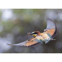 Bienenfresser.jpg (wildfarben)