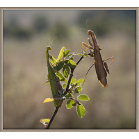 Unheimlich Begegnung
(wildfarben) Mantis.jpg (wildfarben)