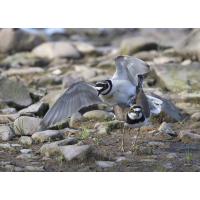 Vogelhochzeit
(wildfarben) Flussregenpfeifer.jpg (wildfarben)