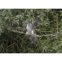 Sperren
(wildfarben) Sperren.jpg (wildfarben)