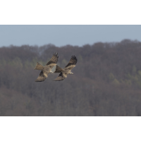 Edersee und Milane
(wildfarben) Schwarz-Milan.jpg (wildfarben)