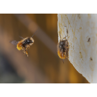 Konkurrenz
(wildfarben) Konkurrenz Kopie.jpg (wildfarben)