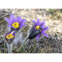 Meloe proscarabeus_K.jpg (wildfarben)