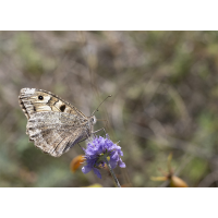 Hexen auf dem Berg
(wildfarben) Berghexe.jpg (wildfarben)