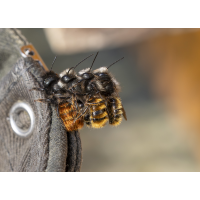 Wer zuerst kommt
(wildfarben) Osmia cornuta_kopie.jpg (wildfarben)