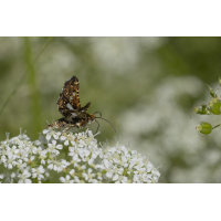 20260702_0390 Kopie.jpg (wildfarben)