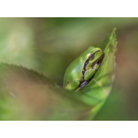 Große Freude
(Heidi) Laubfrosch.jpg (Heidi)