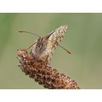 55 gegen den Wind
(Corinna_K) Schecken_Stack55-Kopie.jpg (Corinna_K)