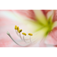 Amaryllis Blüte
(ErnstP) Amaryllis_HF.jpg (ErnstP)