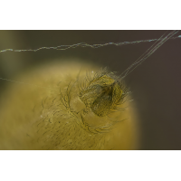 Spinne_Fäden_HF46.jpg (ErnstP)