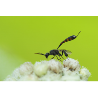20140810-115957.jpg (ErnstP)
