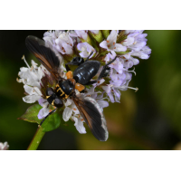 Raupenfliege (Trichopoda pictipennis)
(Ziegenhirte) Raupenfliege (Trichopoda pictipennis).jpg (Ziegenhirte)
