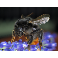 Steinhummel (Bombus lapidarius) auf Lavendel
(Hafa1958) Steinhummel (Bombus lapidarius) Serie 20 589 bis 685 Focus.jpg (Hafa1958)