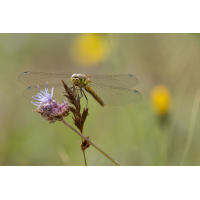 Einstieg
(outdoorpicture) Grosse Heidelibelle.JPG (outdoorpicture)