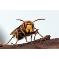 Die Hornisse oder Europäische Hornisse (Vespa crabro)
(Laperinni) Hornisse-P_2_Forum.jpg (Laperinni)
