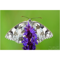 12_Schachbrett_F6_3-BZ_1_640-ISO_1600_Forum.jpg (Laperinni)