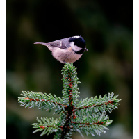 HHK_3088xxx5.jpg (Fietsche)