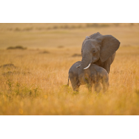 image__Matthias_Delle_elefant_elefantenjungtier_elephantidae_ruesseltier_afrikanischer-elefant_saeugetier.jpg (wwjdo?)