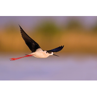 image__Matthias_Delle_himantopus-himantopus_stelzenlaeufer_saebelschnaebler_regenpfeifer_fruehling_flugstudie_flugbild.jpg (wwjdo?)