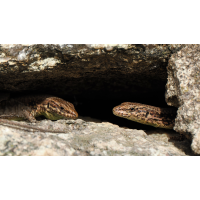 Unglaublich ...
(bachprinz1) 2025-11-12_12-43-42_PB120045_klein.JPG (bachprinz1)