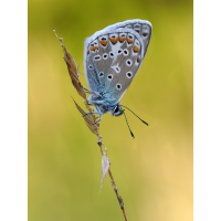 in neuen Jahr ....
(bachprinz1) 2025-08-07_07-08-50_P8070696_Stack_aus_14 (Meth B,Radius8,Smoothing4)a_filtered_klein.jpg (bachprinz1)