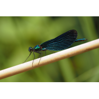 Die Prächtige
(bachprinz1) 2025-06-01_11-50-07_P6010075_Stack_aus_2 (Meth B,Radius8,Smoothing4)a_filtered_klein.jpg (bachprinz1)