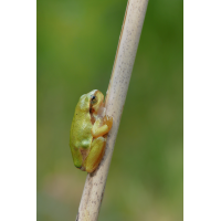 P7010023-Bild-2.jpg (Manni)