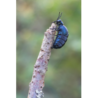 IMG_5579_11.0_1.jpg (Gabi Buschmann)