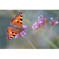WEBU1366_2000_8.0_1.500_KFuchs_NS.jpg (Gabi Buschmann)