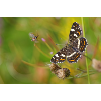WEBU2918_1000_8.0_1.400_Landk_HF.jpg (Gabi Buschmann)