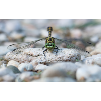 Onychogomphus forcipatus_m_frontal_8W8A7237_1200.jpg (der_kex)