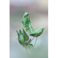 Ameles spallanzania_f_8W8A3930_1200a.jpg (der_kex)