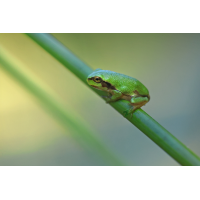 BabyLaubfrosch_8W8A0674_1200.jpg (der_kex)