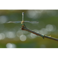 Onychogomphus forcipatus_8W8A6332_1200.jpg (der_kex)