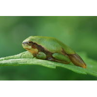 BabyLaubfrosch_8W8A9271.jpg (der_kex)